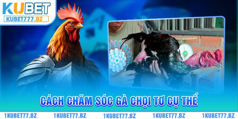 Cách chăm sóc gà chọi tơ cụ thể, cặn kẽ