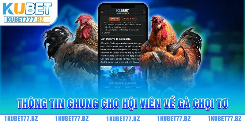 Thông tin chung cho hội viên về gà chọi tơ